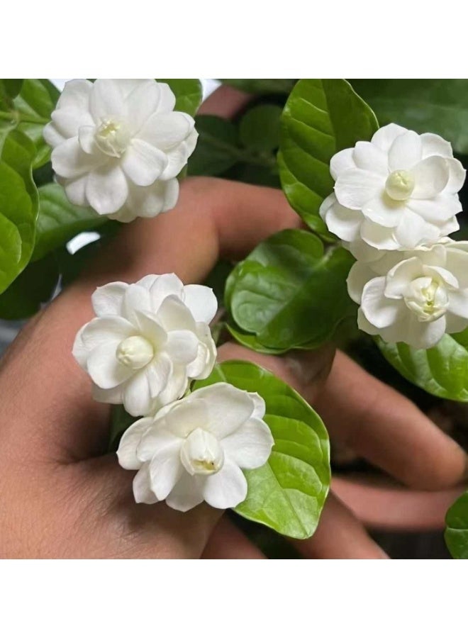 OASIS-TH 50 PCS Double-Flowered White Jasmine Seed Suitable For Planting Balcony Garden - Image 1